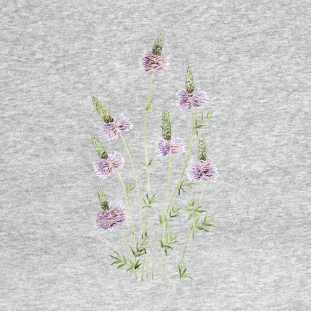 purple prairie clover watercolor by colorandcolor